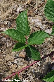 Attēlu rezultāti vaicājumam “Rubus plicatus”