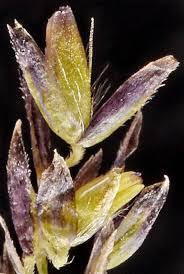 Attēlu rezultāti vaicājumam “Calamagrostis stricta”