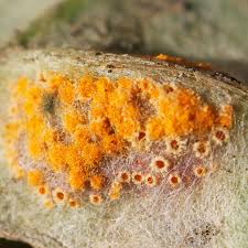 Attēlu rezultāti vaicājumam “Puccinia poarum”