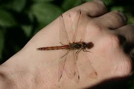 Attēlu rezultāti vaicājumam “Sympetrum vulgatum female”