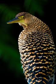 Attēlu rezultāti vaicājumam “Comatricha tenerrima macro”