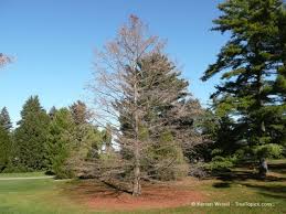 Attēlu rezultāti vaicājumam “Taxodium distichum”