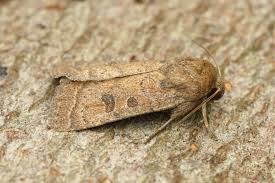 Attēlu rezultāti vaicājumam “Hoplodrina octogenaria”