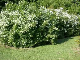 Attēlu rezultāti vaicājumam “Philadelphus coronarius”