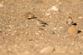 Image result for Calandrella rufescens