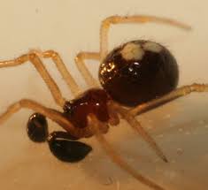 Attēlu rezultāti vaicājumam “Neottiura bimaculata”