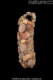 Attēlu rezultāti vaicājumam “Potamophylax”