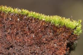 Attēlu rezultāti vaicājumam “Barbula”