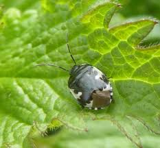 Attēlu rezultāti vaicājumam “Tritomegas bicolor imago”