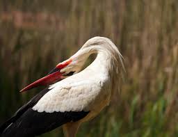 Attēlu rezultāti vaicājumam “Ciconia ciconia”