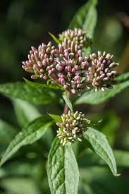 Attēlu rezultāti vaicājumam “Eupatorium cannabinum bud”