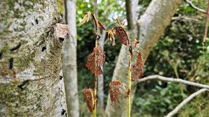 Attēlu rezultāti vaicājumam “Alnus”