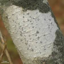 Attēlu rezultāti vaicājumam “Arthonia spadicea”