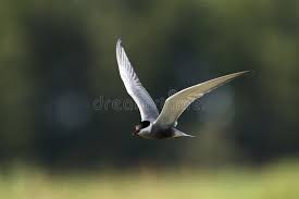 Attēlu rezultāti vaicājumam “Chlidonias hybrida adult”