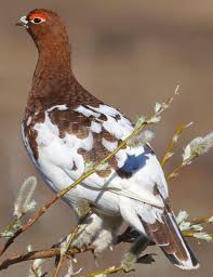 Image result for Lagopus lagopus