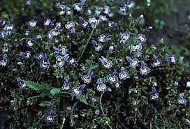 Attēlu rezultāti vaicājumam “Campanulaceae”