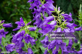 Attēlu rezultāti vaicājumam “Campanula latifolia leaf”