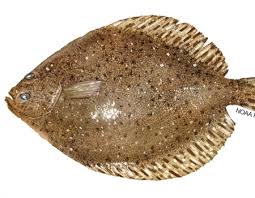 Image result for Paralichthys lethostigma