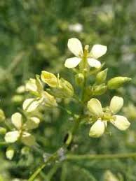 Attēlu rezultāti vaicājumam “Sisymbrium altissimum leaf”