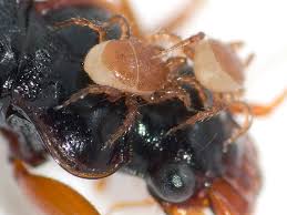 Attēlu rezultāti vaicājumam “Poecilochirus sp.”