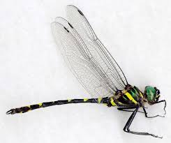 Attēlu rezultāti vaicājumam “Dianema nivale macro”