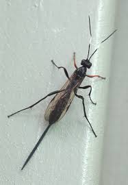 Attēlu rezultāti vaicājumam “Clitellaria ephippium”