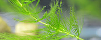 「金魚藻」的圖片搜尋結果