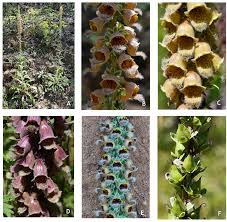 Image result for Digitalis ferruginea