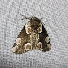 Attēlu rezultāti vaicājumam “Thyatira batis imago”