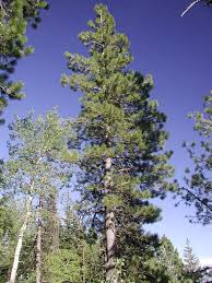 Attēlu rezultāti vaicājumam “Pinus ponderosa”