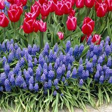 Attēlu rezultāti vaicājumam “Muscari armeniacum flower”