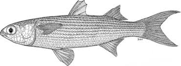 Image result for Chelon dumerili