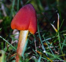 Attēlu rezultāti vaicājumam “Hygrocybe pseudoconica”
