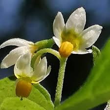Attēlu rezultāti vaicājumam “Solanum nigrum flower”
