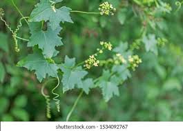 Attēlu rezultāti vaicājumam “Bryonia alba leaf”