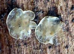 Attēlu rezultāti vaicājumam “Hyalorbilia inflatula”