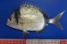 Image result for Diplodus sargus