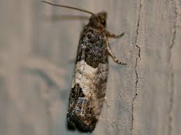 Attēlu rezultāti vaicājumam “Spilonota ocellana”