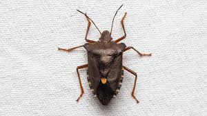 Attēlu rezultāti vaicājumam “Pentatoma rufipes”