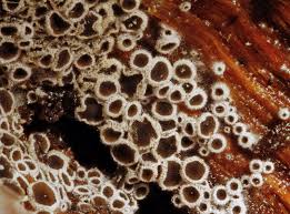 Attēlu rezultāti vaicājumam “Lachnella alboviolascens”