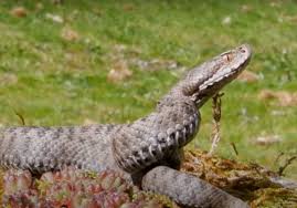 Image result for Spen Valley Vipers