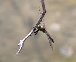 Attēlu rezultāti vaicājumam “Anax parthenope”