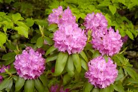 Attēlu rezultāti vaicājumam “rhododendron”