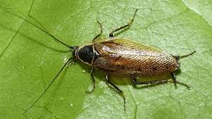 Attēlu rezultāti vaicājumam “Ectobius sylvestris nymph”