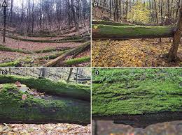 Attēlu rezultāti vaicājumam “Lamproderma pseudomaculatum stalked”