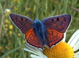 Attēlu rezultāti vaicājumam “Lycaena alciphron”