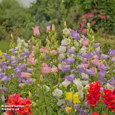 Image result for Campanula medium