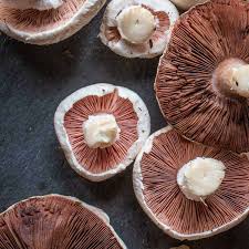 Attēlu rezultāti vaicājumam “Agaricus”