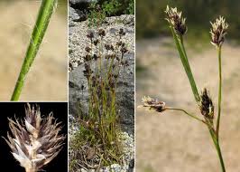 Attēlu rezultāti vaicājumam “Luzula multiflora”