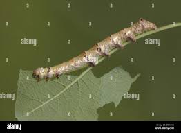 Attēlu rezultāti vaicājumam “Pheosia tremula”